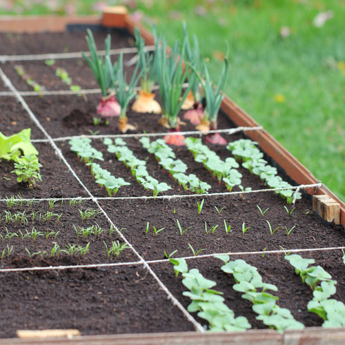small plants | community garden