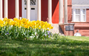 spring flowers | HOA spring cleaning