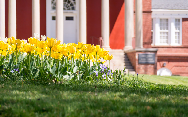 spring flowers | HOA spring cleaning