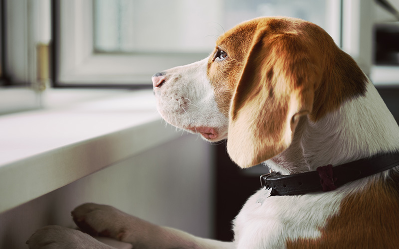 dogs and separation anxiety