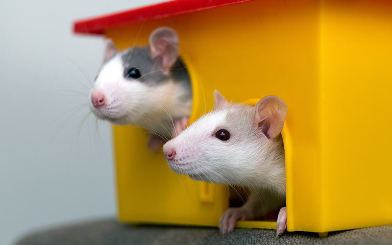hamster care tips