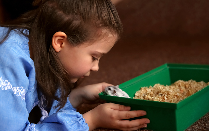 child taking care of a hamster