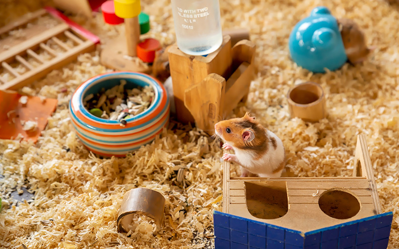 hamster care tips