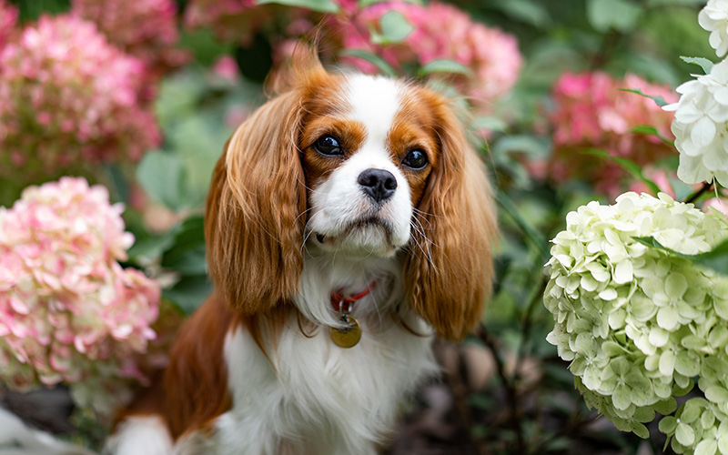 Cavalier King Charles Spaniel