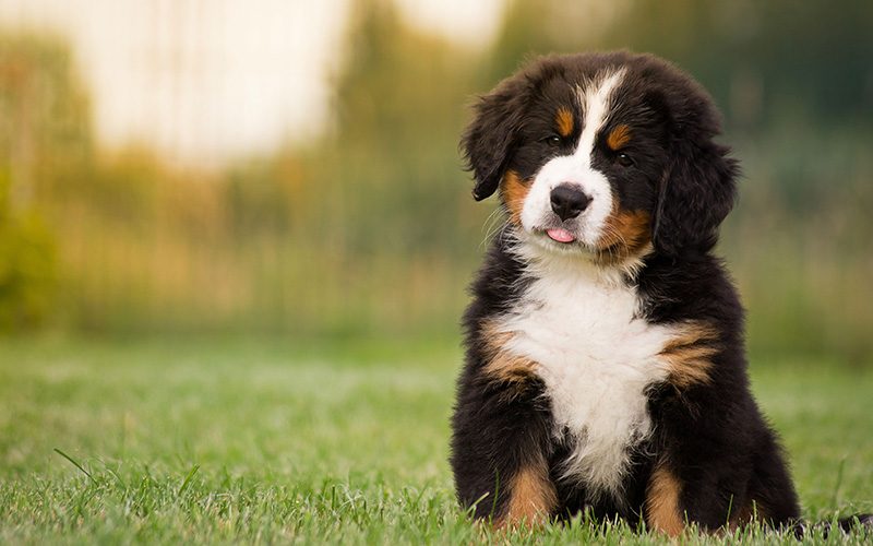 Bernese Mountain Dog