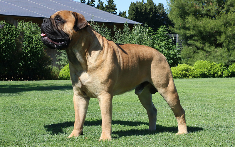 English Mastiff