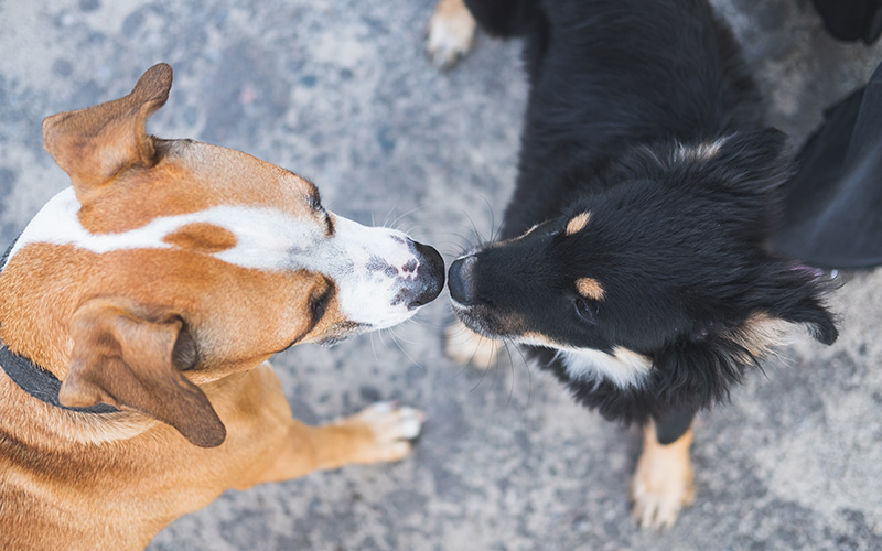best family dog breeds