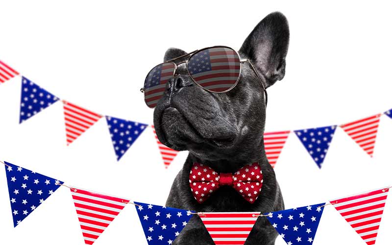 star dog | pet parade