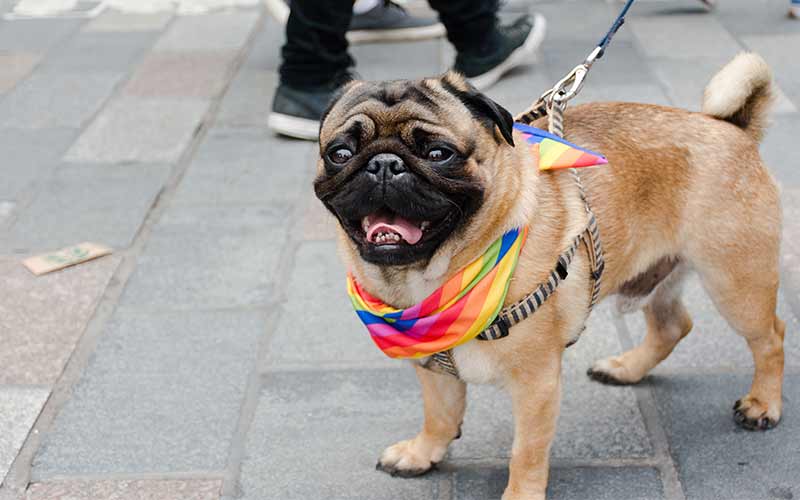 cute dog | pet parade