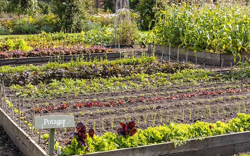 healthy garden | start a community garden