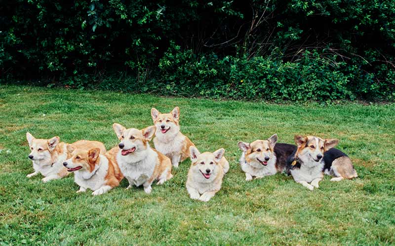 dogs | volunteer at an animal shelter