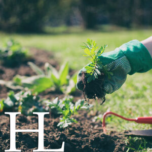 Gardening
