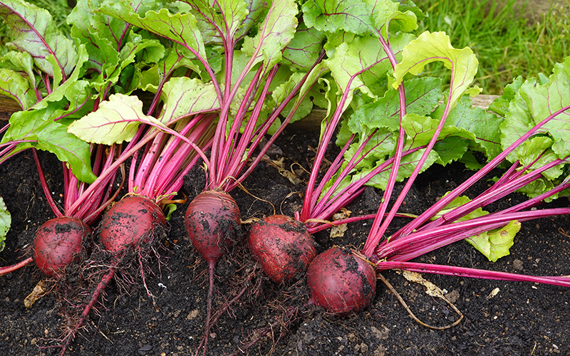 Beets