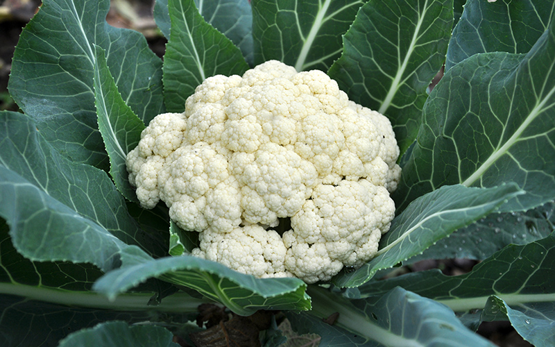 Cauliflower