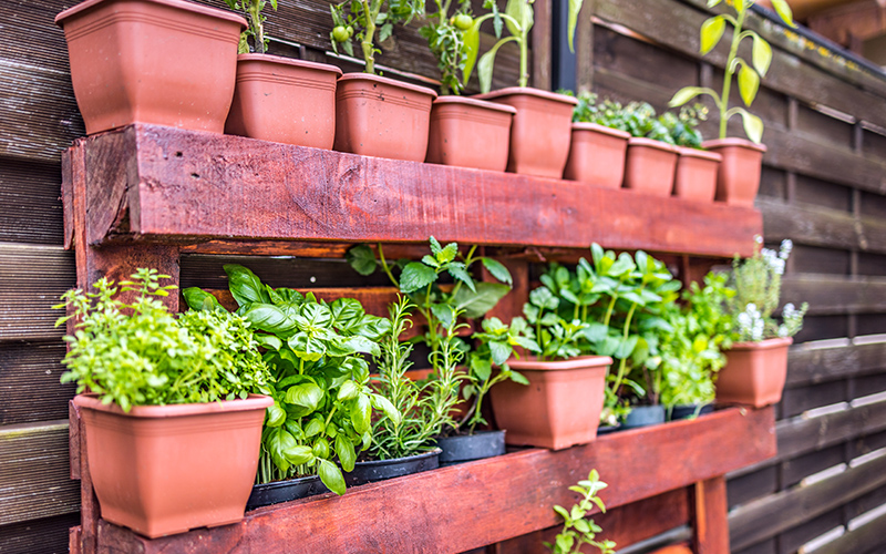 Herbs