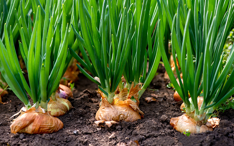 Onions