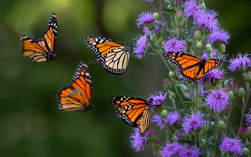 spring activities for preschoolers