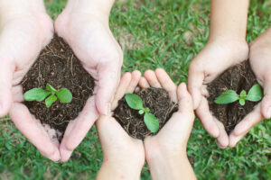 seedlings | HOA spring planting