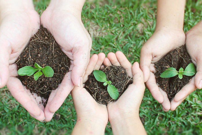 seedlings | HOA spring planting