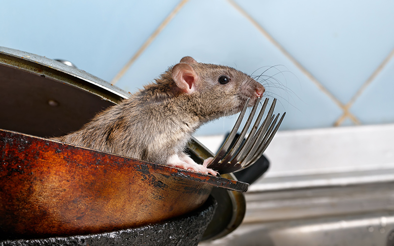 spring pest control