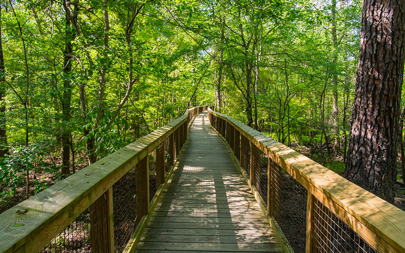 Congaree National Park, South Carolina