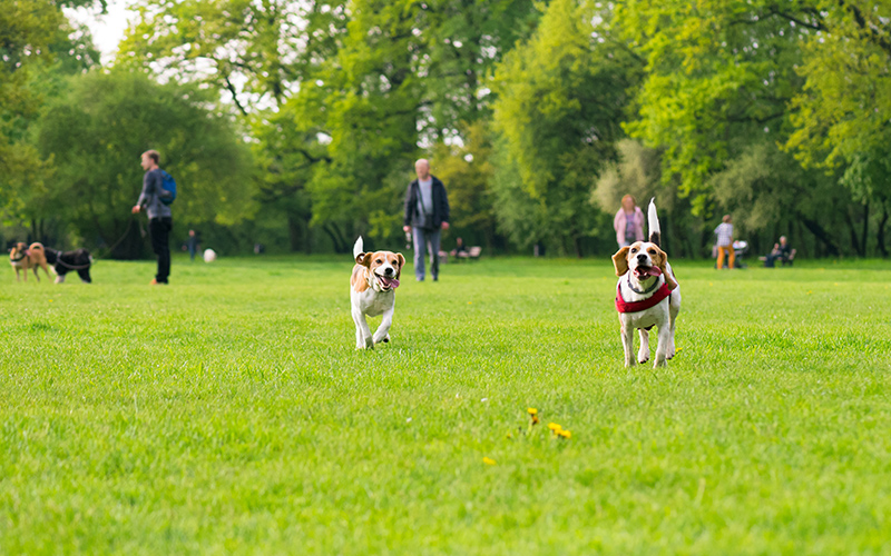 Visit a Dog Park
