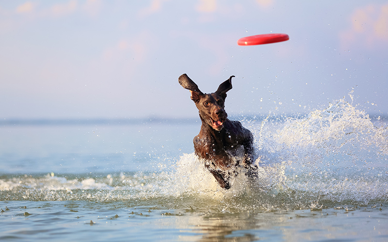 Play Fetch