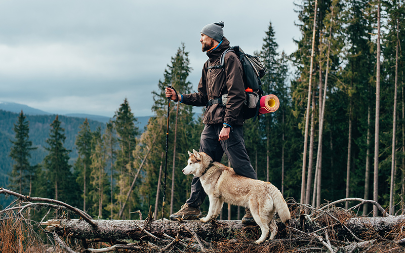 spring activities for dogs