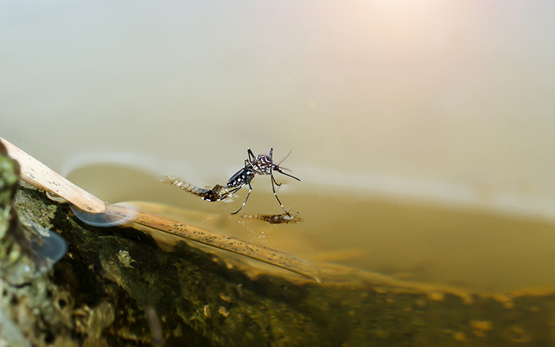 Reduces Mosquito Breeding