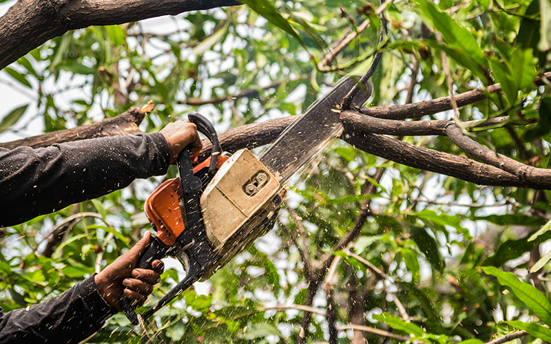 Trim Your Trees
