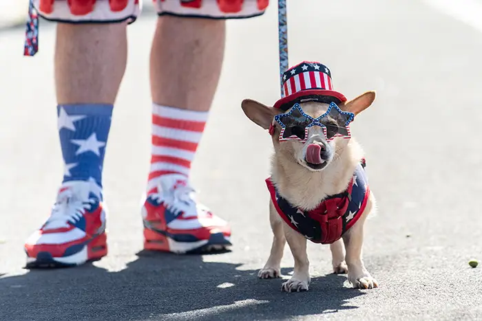 cute dog | fourth of July