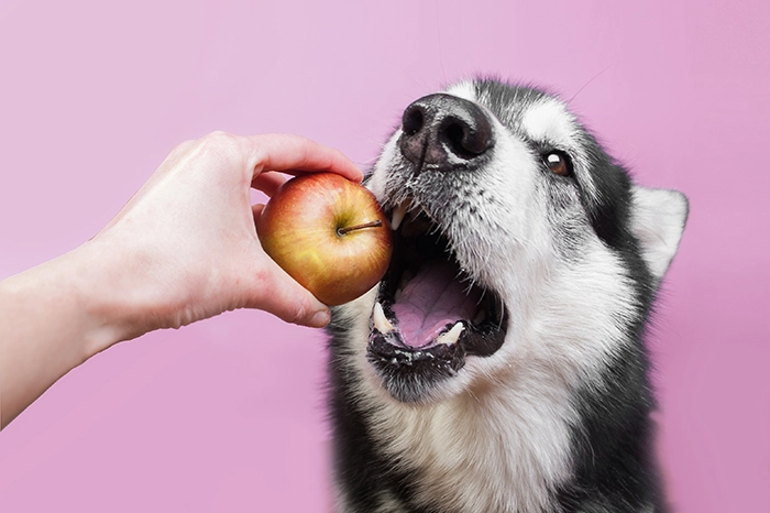 dog eating apple | frozen treats for dogs homemade